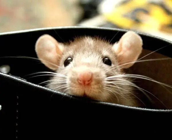 男子熟睡时疑被老鼠咬破头 医生呼吁人们要时刻提高警惕-玩转网