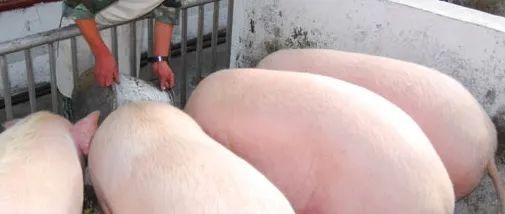 图片[2]-西方终于有自己的绿坝·花季护航了-玩转网